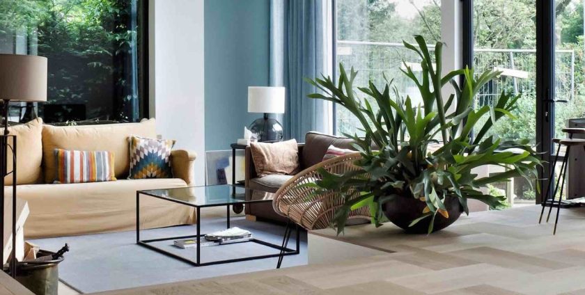 Parchetul Herringbone (living cu influente naturale, planta suculenta de dimensiuni mari, parchet Herringbone deschis)